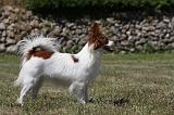 EPAGNEUL PAPILLON 111